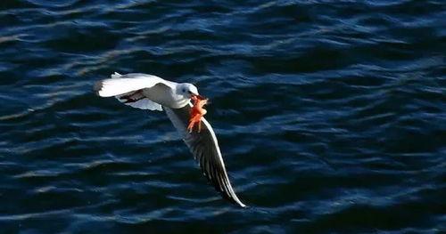 天津海鸥爆料视频曝光是真的吗,天津海鸥爆料视频真实性揭秘