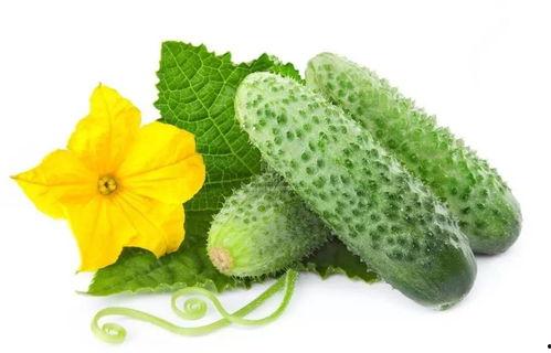 吃瓜系统叶齐州,瓜田里的智慧与魅力