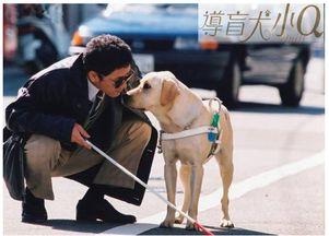 导盲犬明星,忠诚与智慧的闪耀之光