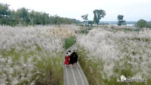 网红芦苇荡在哪,探寻自然之美的人间仙境