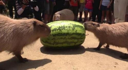 朋友吃瓜速度太慢,朋友吃瓜速度慢成焦点