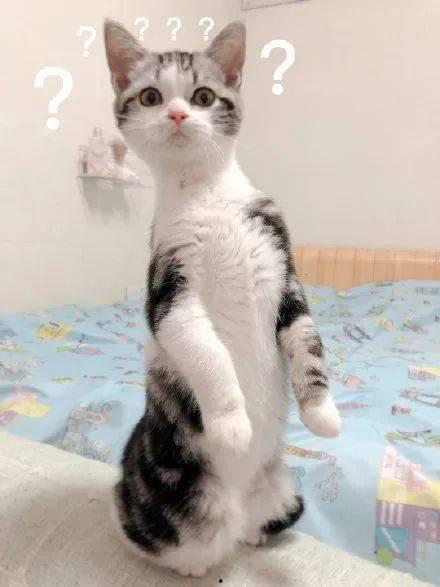 猫猫0吃瓜,揭秘娱乐圈那些不为人知的幕后故事