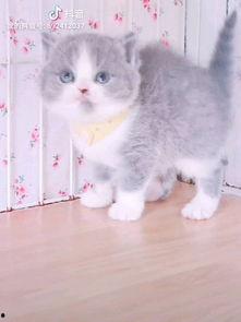 陈TD是网红猫吗,揭秘网红猫的明星之路