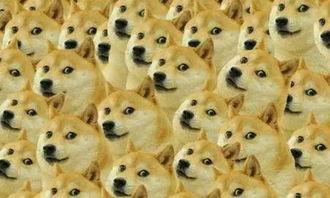 doge吃瓜表情包,趣味横生的网络文化现象