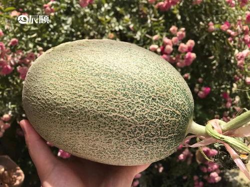 吃瓜收集站,吃瓜收集站带你领略明星幕后故事