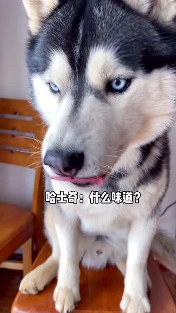 犬夜叉哈士奇吃瓜,一场吃瓜盛宴的奇幻之旅