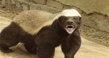 吃瓜哥平头哥,揭秘网络红人的双面人生