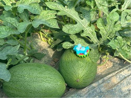 小纸吃瓜,揭秘娱乐圈背后的秘密与真相